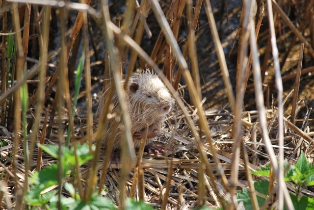 Una nutria piccola piccola